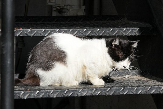 太田区のねこ
