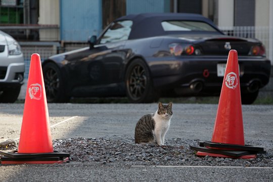 太田区のねこ