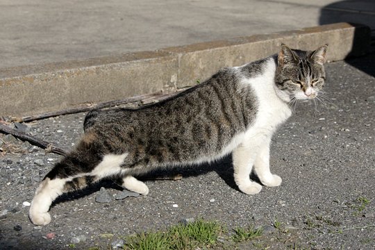 太田区のねこ