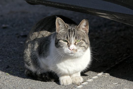 太田区のねこ