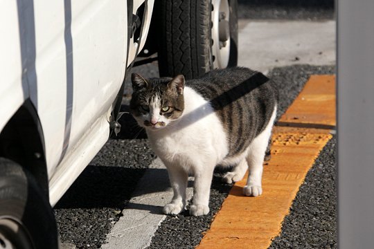 太田区のねこ
