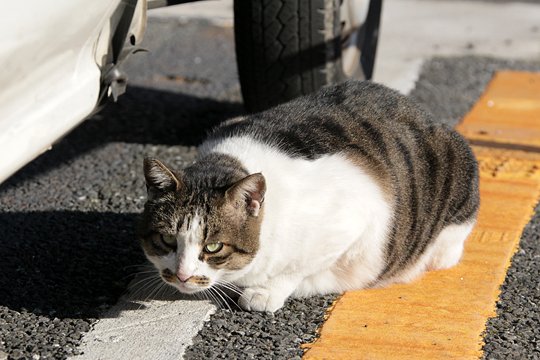 太田区のねこ