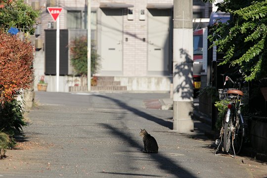太田区のねこ