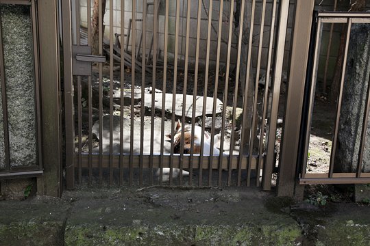 太田区のねこ