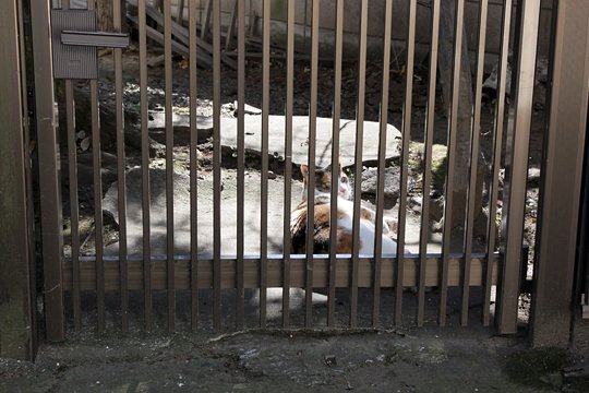 太田区のねこ