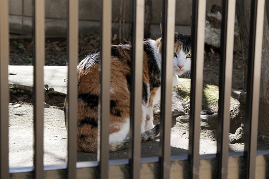 太田区のねこ