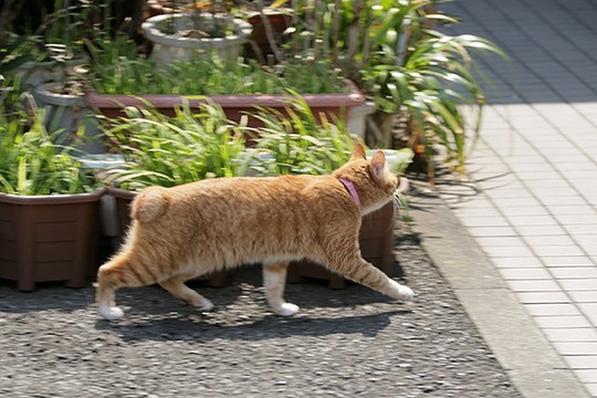 太田区のねこ
