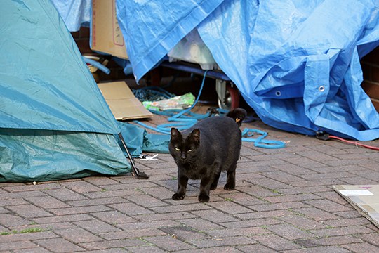 太田区のねこ