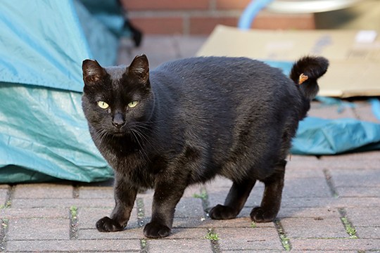 太田区のねこ