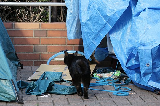 太田区のねこ