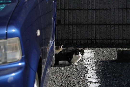 太田区のねこ