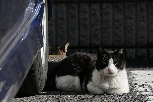 太田区のねこ