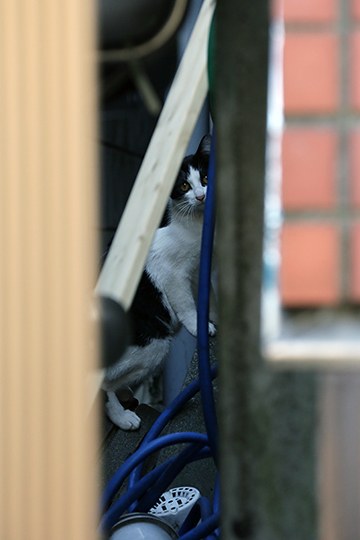 太田区のねこ