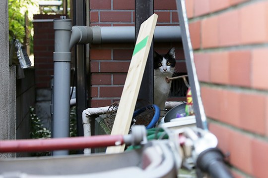 太田区のねこ