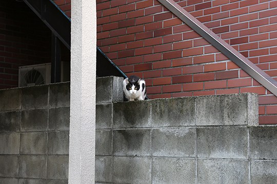 太田区のねこ