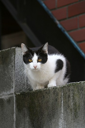 太田区のねこ