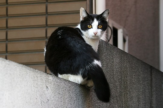 太田区のねこ