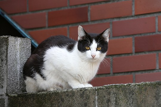 太田区のねこ