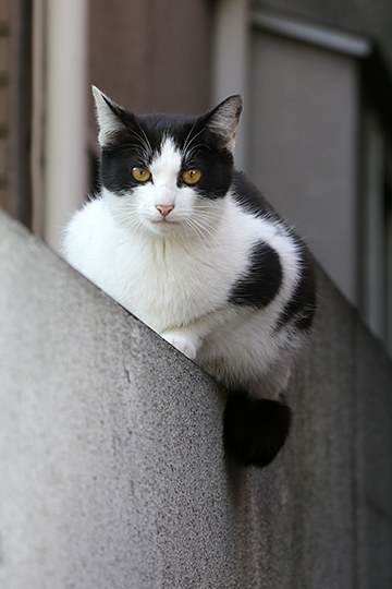 太田区のねこ