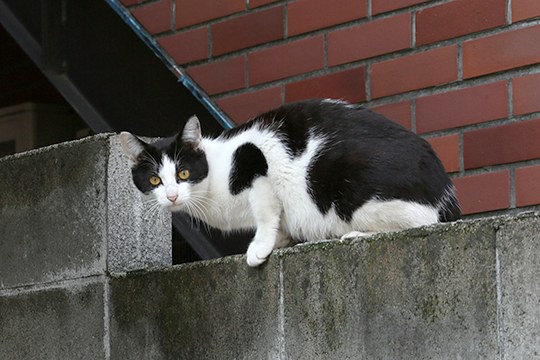 太田区のねこ