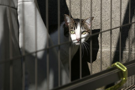 太田区のねこ