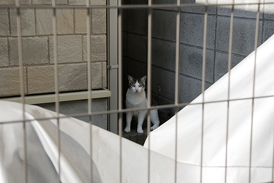 太田区のねこ