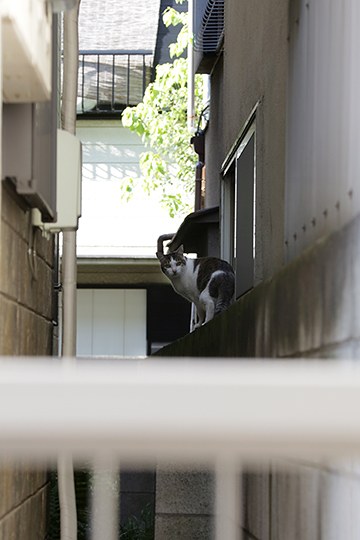 太田区のねこ