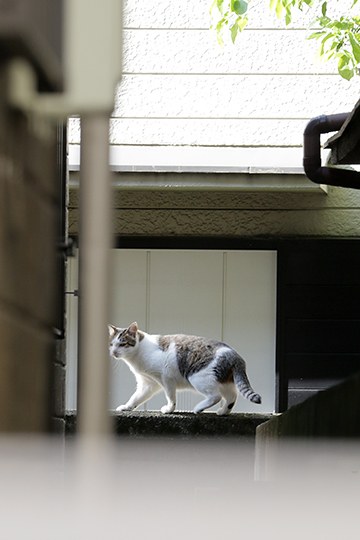 太田区のねこ