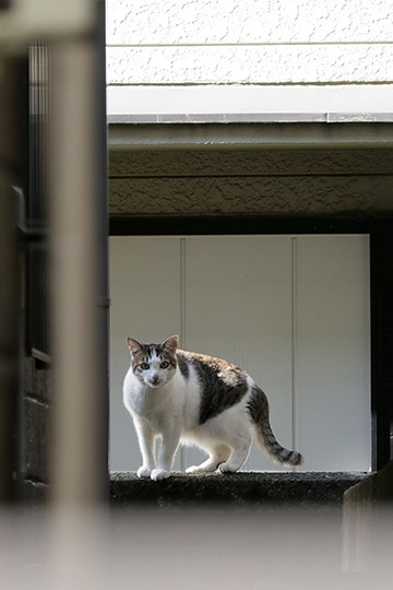 太田区のねこ