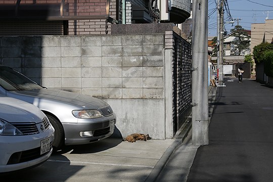 太田区のねこ