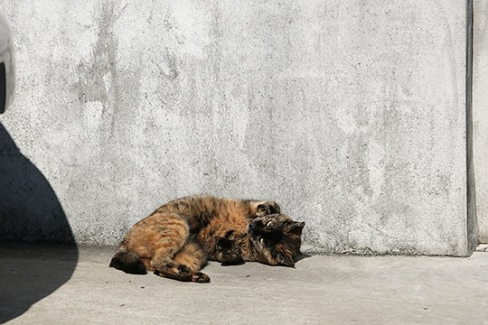 太田区のねこ