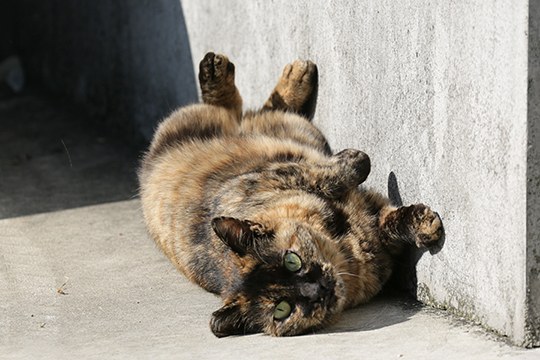 太田区のねこ