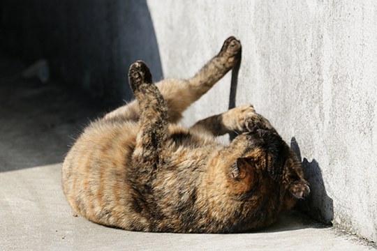 太田区のねこ