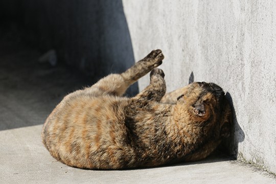 太田区のねこ