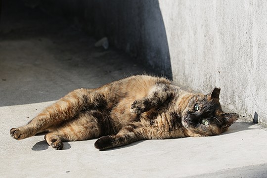 太田区のねこ