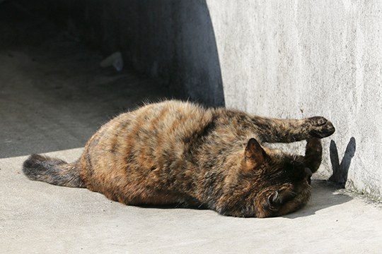 太田区のねこ