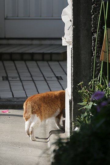 太田区のねこ