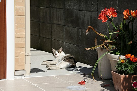 太田区のねこ