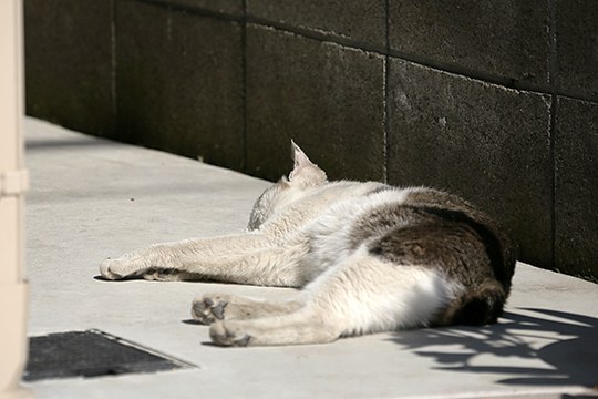 太田区のねこ