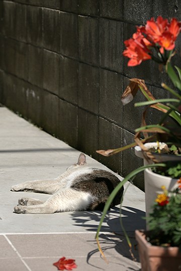 太田区のねこ