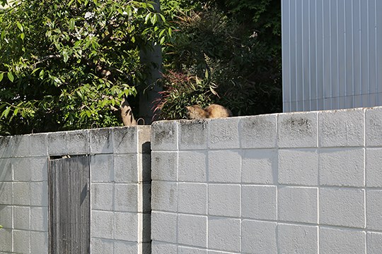 太田区のねこ