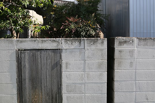 太田区のねこ