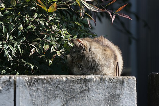 太田区のねこ