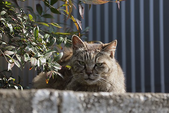 太田区のねこ