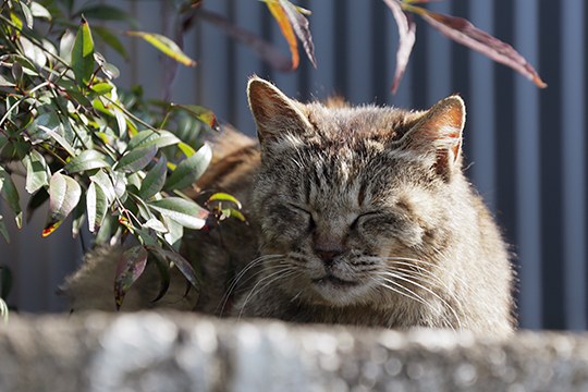 太田区のねこ