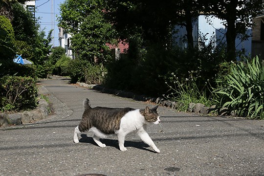 太田区のねこ
