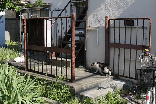 太田区のねこ