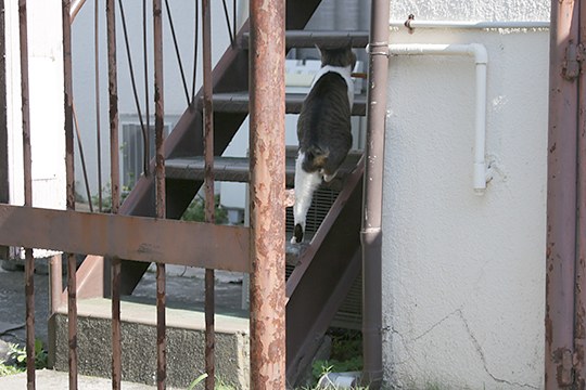 太田区のねこ