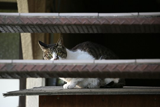太田区のねこ