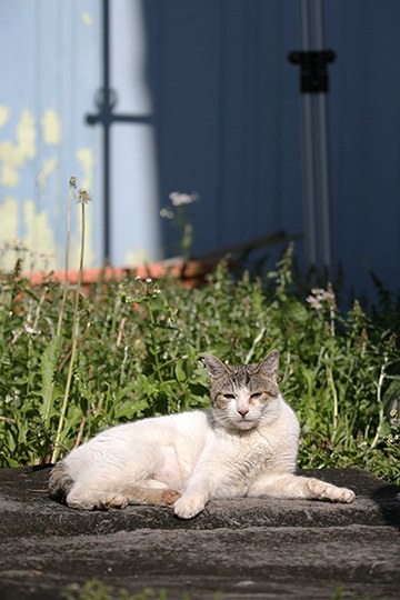 太田区のねこ